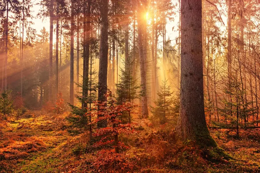 Bosque con rayos de sol atravesando los árboles